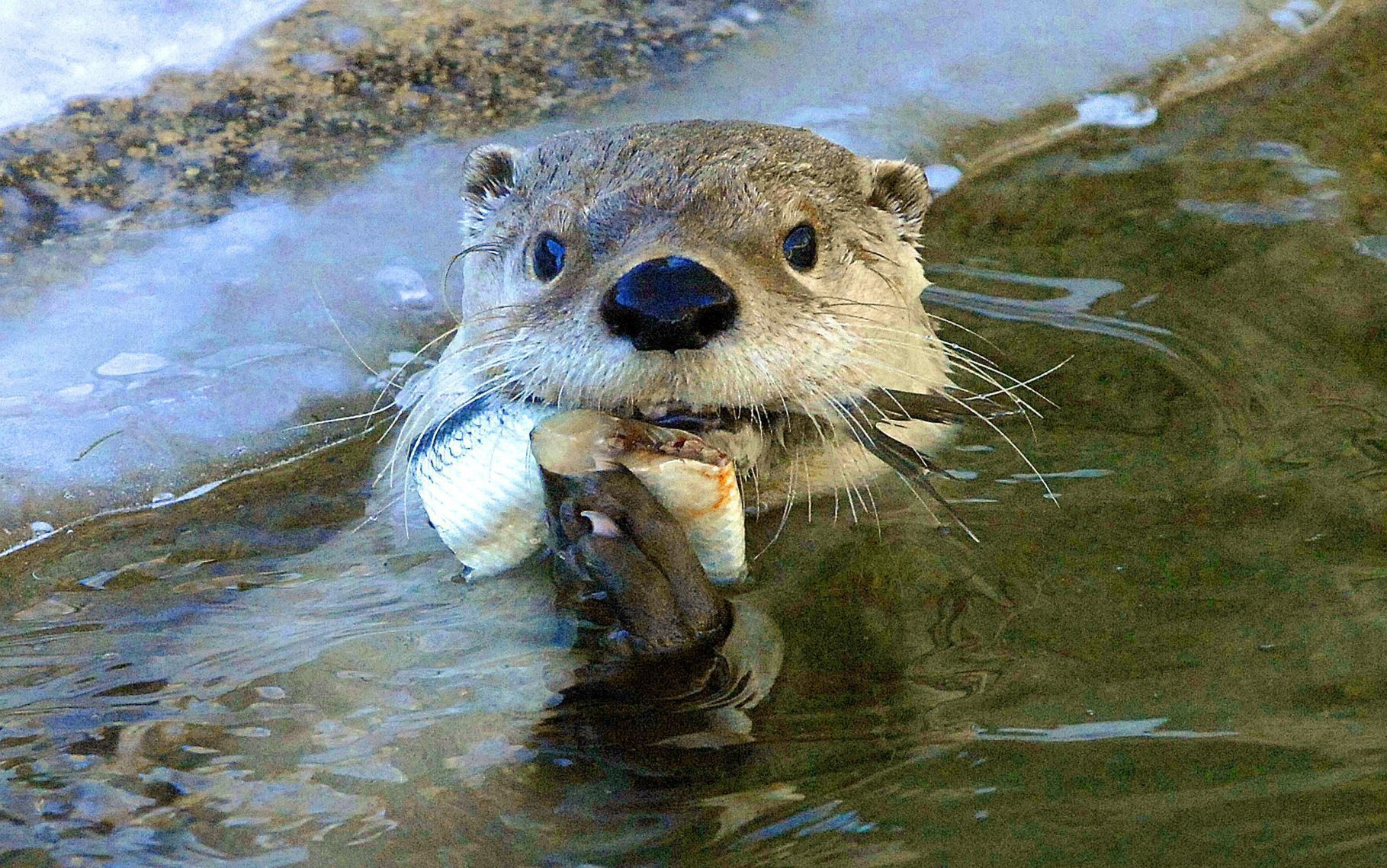 River Otter